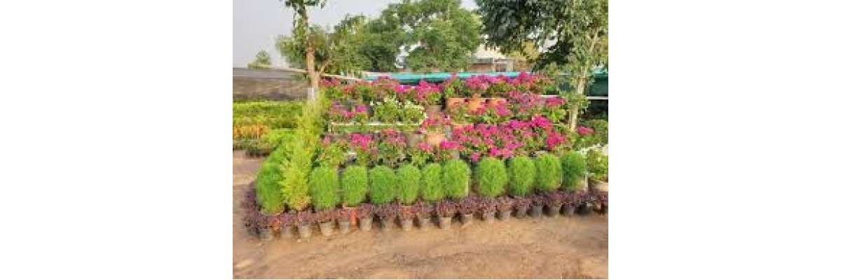 वसुंधरा रोपवाटिका
